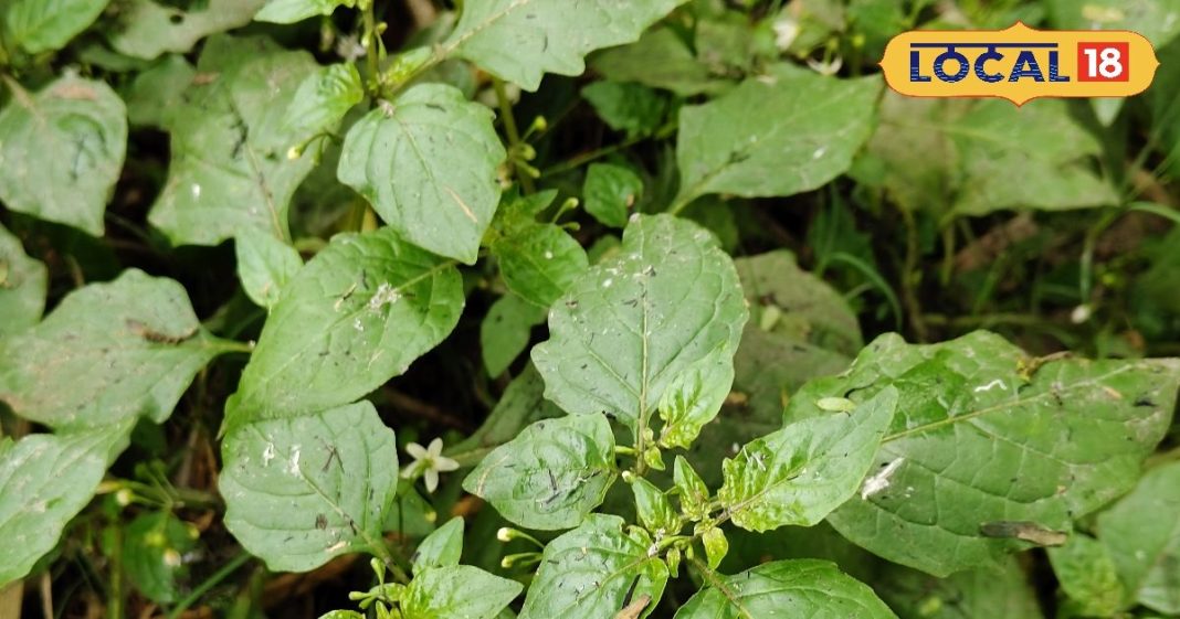 सरसों और पालक के साग से हो गए बोर? अब ट्राई करें यह नया साग, शरीर में आएगी एनर्जी और ताकत! – Uttar Pradesh News