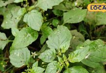 सरसों और पालक के साग से हो गए बोर? अब ट्राई करें यह नया साग, शरीर में आएगी एनर्जी और ताकत! – Uttar Pradesh News