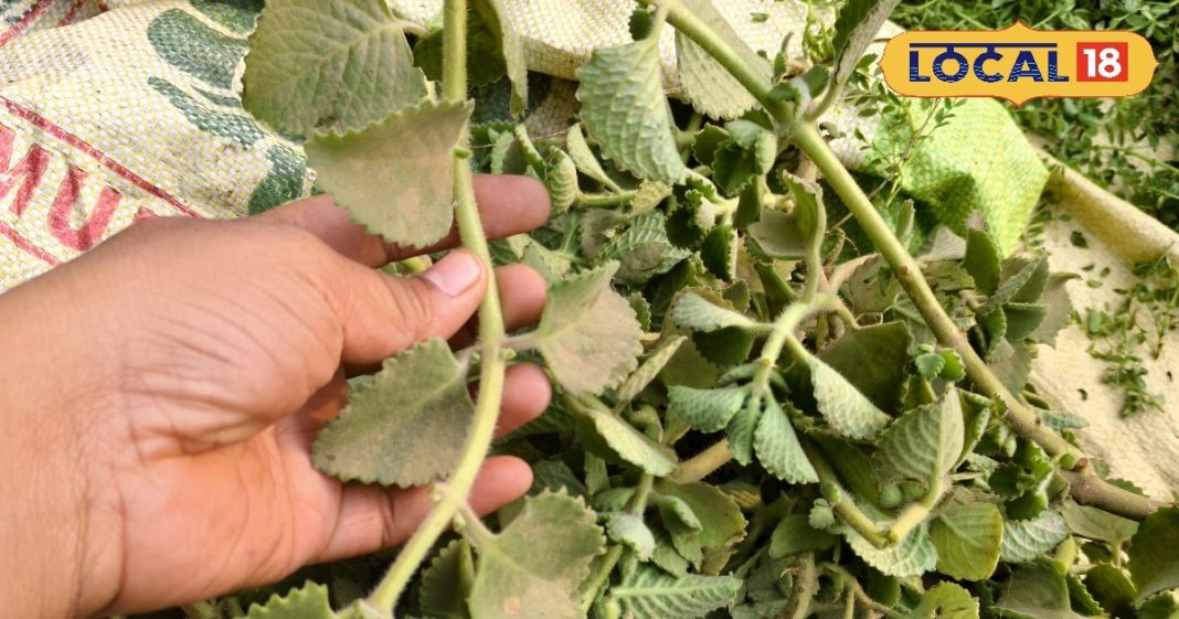 चमत्कारी फायदें.. मसाले के साथ औषधीय गुणों से भी भरपूर है यह पौधा, त्वचा और बालों के लिए फायदेमंद