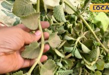 चमत्कारी फायदें.. मसाले के साथ औषधीय गुणों से भी भरपूर है यह पौधा, त्वचा और बालों के लिए फायदेमंद