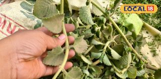 चमत्कारी फायदें.. मसाले के साथ औषधीय गुणों से भी भरपूर है यह पौधा, त्वचा और बालों के लिए फायदेमंद