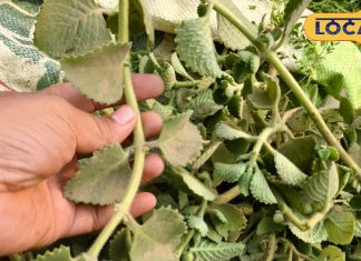 चमत्कारी फायदें.. मसाले के साथ औषधीय गुणों से भी भरपूर है यह पौधा, त्वचा और बालों के लिए फायदेमंद