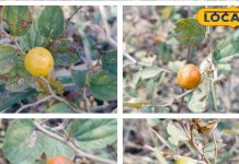 सिर्फ 2 महीने ही मिलता ये सर्दियों का सुपरफूड, इंसान-पशु दोनो का इम्यूनिटी बूस्टर