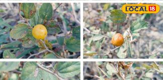 सिर्फ 2 महीने ही मिलता ये सर्दियों का सुपरफूड, इंसान-पशु दोनो का इम्यूनिटी बूस्टर