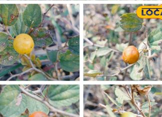 सिर्फ 2 महीने ही मिलता ये सर्दियों का सुपरफूड, इंसान-पशु दोनो का इम्यूनिटी बूस्टर