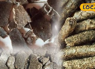 सर्दियों में पशुओं का सूपरफूड है देसी खली, पशुपालकों की है पहली पसंद, खिलाने से बाल्टी भर-भरकर दूध देंगी गाय-भैंस – Jharkhand News