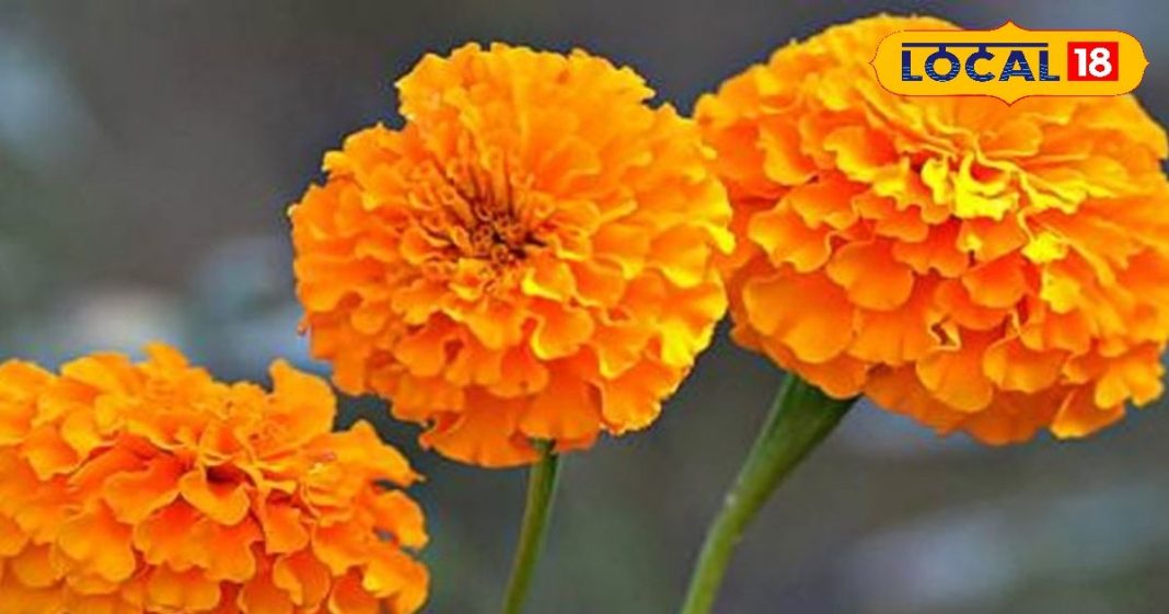 इस सुंदर फूल में छिपा है कई बीमारियों का इलाज, आयुर्वेद में है सेहत का खजाना, जानें एक्सपर्ट से – Jharkhand News