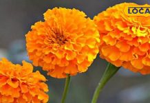 इस सुंदर फूल में छिपा है कई बीमारियों का इलाज, आयुर्वेद में है सेहत का खजाना, जानें एक्सपर्ट से – Jharkhand News