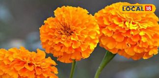 इस सुंदर फूल में छिपा है कई बीमारियों का इलाज, आयुर्वेद में है सेहत का खजाना, जानें एक्सपर्ट से – Jharkhand News