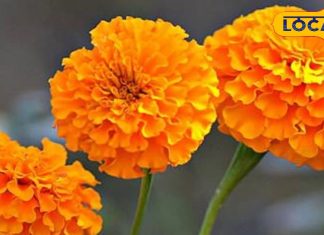 इस सुंदर फूल में छिपा है कई बीमारियों का इलाज, आयुर्वेद में है सेहत का खजाना, जानें एक्सपर्ट से – Jharkhand News