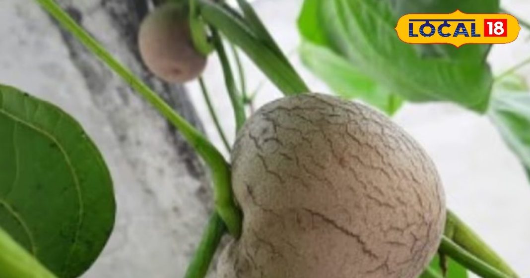 डायबिटीज और जोड़ दर्द में राहत दिलाए यह लटकन आलू, बाजार में डिमांड भी कमाल की, जानिए वजह – Uttar Pradesh News