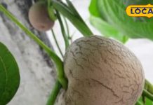 डायबिटीज और जोड़ दर्द में राहत दिलाए यह लटकन आलू, बाजार में डिमांड भी कमाल की, जानिए वजह – Uttar Pradesh News