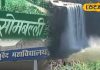रीवा के जंगल में मिला चमत्कारी पौधा! 60 की उम्र में भी रखता है जवान, वेदों में लिखा है इसका रहस्य – Madhya Pradesh News