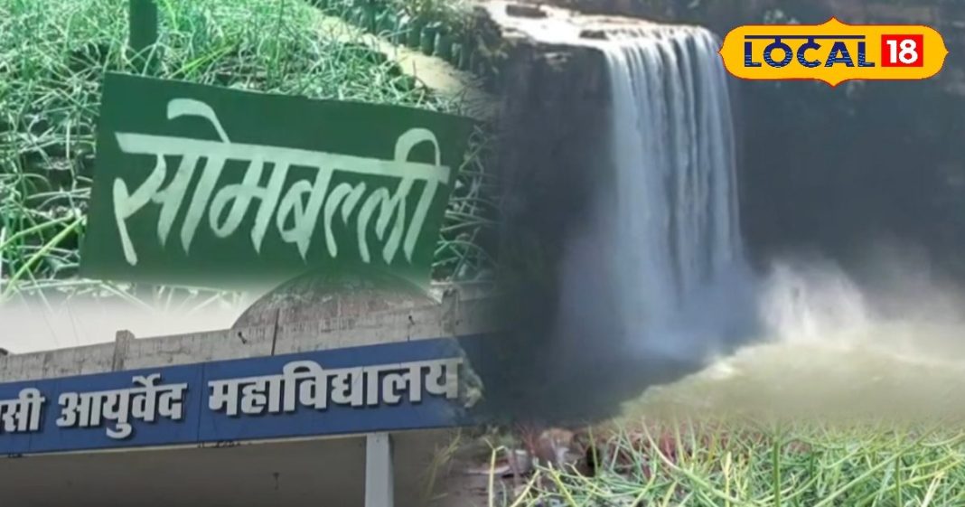 रीवा के जंगल में मिला चमत्कारी पौधा! 60 की उम्र में भी रखता है जवान, वेदों में लिखा है इसका रहस्य – Madhya Pradesh News