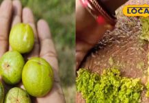 सर्दियों में आंवले की तीखी चटनी: स्वाद ऐसा कि जीभ खुश, फायदे ऐसे कि शरीर बोले थैंक यू! – Madhya Pradesh News