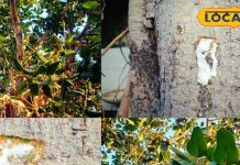 Benefits of Banyan Tree Milk for Skin Diseases and Boils: Home Remedies.