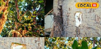 Benefits of Banyan Tree Milk for Skin Diseases and Boils: Home Remedies.