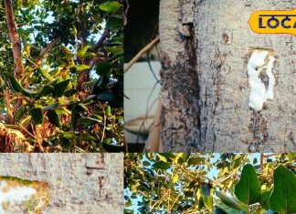 Benefits of Banyan Tree Milk for Skin Diseases and Boils: Home Remedies.