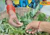 सर्दियों का सुपरफूड है ये हरा पत्ता, हर बाइट में स्वाद का खजाना, सेहत के लिए भी चमत्कारी