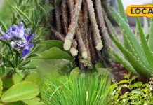 Medicinal Plants at Home | Healing Plants for Home Garden | Tulsi Health Benefits | Giloy Medicinal Uses | Rosemary Health Benefits | Kitchen Garden Medicinal Plants