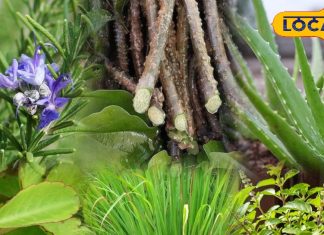 Medicinal Plants at Home | Healing Plants for Home Garden | Tulsi Health Benefits | Giloy Medicinal Uses | Rosemary Health Benefits | Kitchen Garden Medicinal Plants