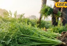 खाया तो खूब होगा, लेकिन 99% को नहीं पता होंगी ये बातें, जानें सोया साग के हर चमत्कारी लाभ – Uttar Pradesh News