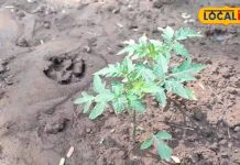 किचन गार्डन टिप्स: ताजे टमाटर घर पर, टेस्ट और आमदनी का परफेक्ट कॉम्बिनेशन – Chhattisgarh News