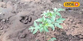 किचन गार्डन टिप्स: ताजे टमाटर घर पर, टेस्ट और आमदनी का परफेक्ट कॉम्बिनेशन – Chhattisgarh News