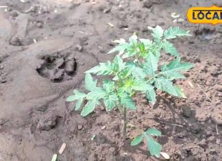 किचन गार्डन टिप्स: ताजे टमाटर घर पर, टेस्ट और आमदनी का परफेक्ट कॉम्बिनेशन – Chhattisgarh News