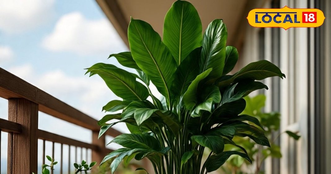 शमी का पौधा खुशहाली लाए, सकारात्मक ऊर्जा बढ़ाए, जानिए वास्तु और धार्मिक दृष्टि से क्यों है खास