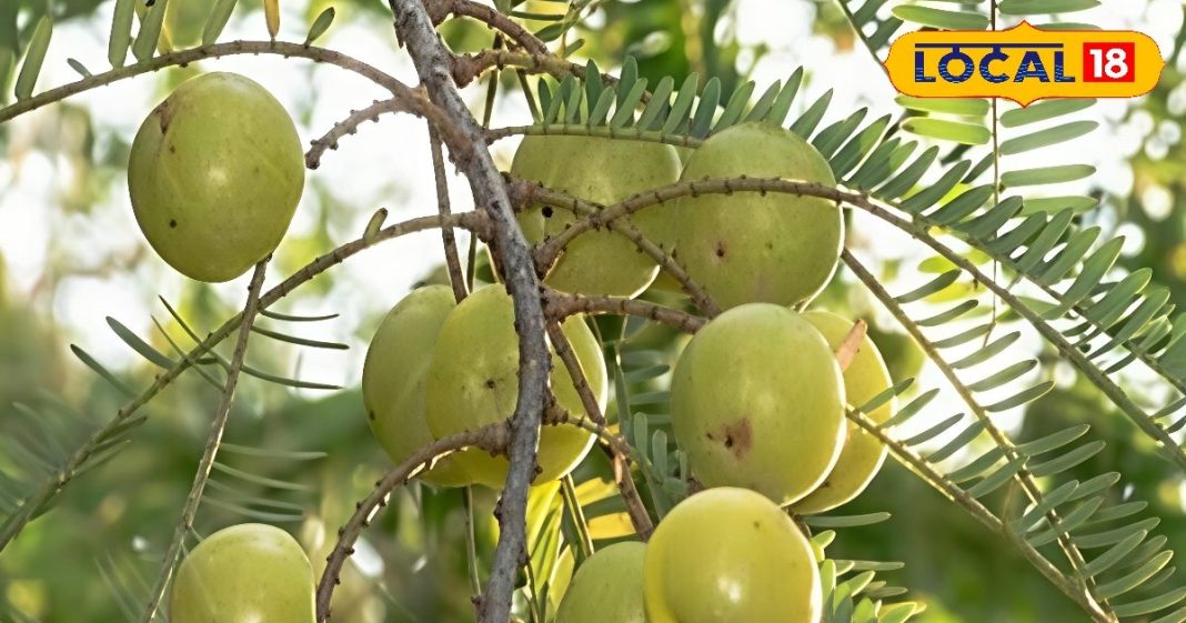 सर्दियों का सुपर फूड है ये खट्टा फल, बैड कोलेस्ट्रॉल करेगा कंट्रोल, स्किन और बालों के लिए फायदेमंद! – Uttar Pradesh News