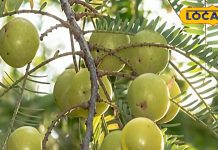 सर्दियों का सुपर फूड है ये खट्टा फल, बैड कोलेस्ट्रॉल करेगा कंट्रोल, स्किन और बालों के लिए फायदेमंद! – Uttar Pradesh News