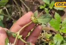 खेतों में उगने वाली ये मामूली घास छुपाए है कई राज़!बाल ही नहीं, पेट से लेकर सांस की बीमारी में रामबाण – Madhya Pradesh News