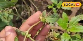 खेतों में उगने वाली ये मामूली घास छुपाए है कई राज़!बाल ही नहीं, पेट से लेकर सांस की बीमारी में रामबाण – Madhya Pradesh News