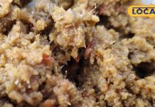 अचार-मुरब्बा नहीं, इस सर्दी ट्राई करें आंवले की ये शानदार रेसिपी, चाटते रह जाएंगे उंगलियां – Uttar Pradesh News