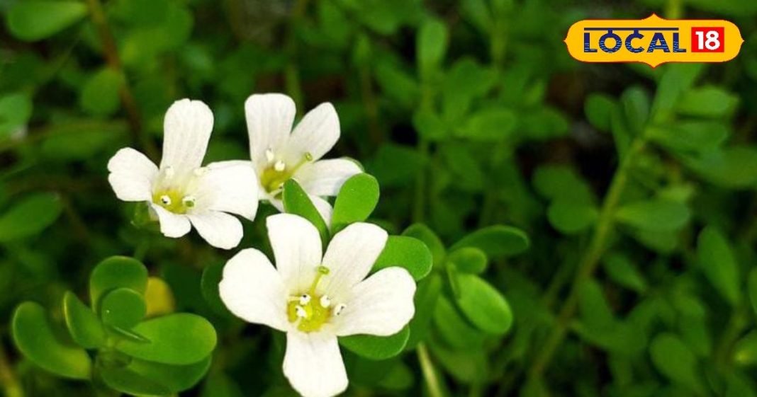 दिमाग का टॉनिक है यह पौधा, ब्रेन को बना देता है कंम्यूटर जैसा तेज, तनाव को कर देता है छूमंतर – Uttar Pradesh News