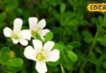 दिमाग का टॉनिक है यह पौधा, ब्रेन को बना देता है कंम्यूटर जैसा तेज, तनाव को कर देता है छूमंतर – Uttar Pradesh News