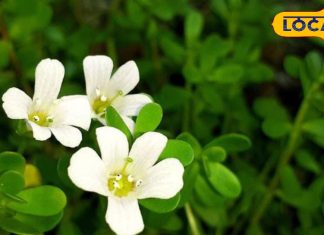 दिमाग का टॉनिक है यह पौधा, ब्रेन को बना देता है कंम्यूटर जैसा तेज, तनाव को कर देता है छूमंतर – Uttar Pradesh News