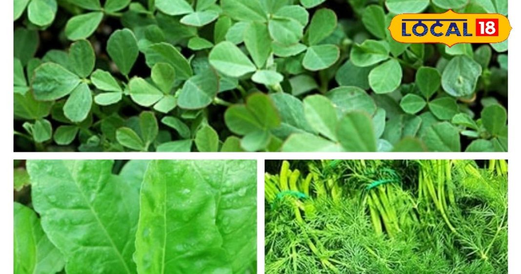 सर्दियों में ये हरी सब्जियां… कैसे बनाती हैं आपका शरीर सुपरफिट? जानिए इसके फायदे और सेवन का तरीका – Uttar Pradesh News