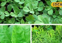 सर्दियों में ये हरी सब्जियां… कैसे बनाती हैं आपका शरीर सुपरफिट? जानिए इसके फायदे और सेवन का तरीका – Uttar Pradesh News