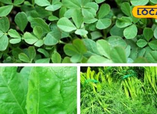 सर्दियों में ये हरी सब्जियां… कैसे बनाती हैं आपका शरीर सुपरफिट? जानिए इसके फायदे और सेवन का तरीका – Uttar Pradesh News