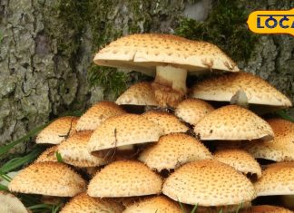 मशरूम के शौकीनों सावधान! ये वाला दिखने में सब्जी, लेकिन हकीकत में जहर, खराब कर डालेगा लीवर-किडनी – Uttarakhand News