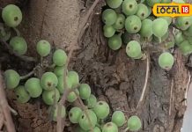 अरावली की गोद में उगता है यह पहाड़ी फल, दिल, हड्डियों और पाचन के लिए है रामबाण, जानें रोजाना कैसे करें सेवन – Rajasthan News