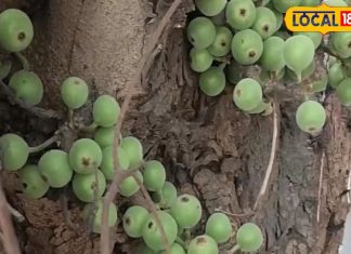 अरावली की गोद में उगता है यह पहाड़ी फल, दिल, हड्डियों और पाचन के लिए है रामबाण, जानें रोजाना कैसे करें सेवन – Rajasthan News