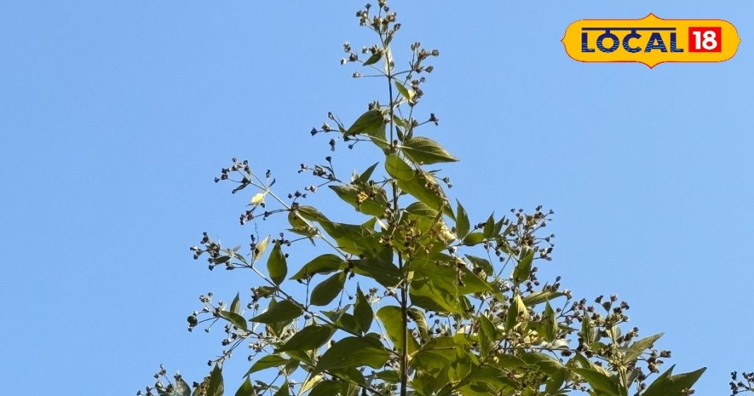 न दूध, न कैफीन! ये हर्बल चाय दिमाग से लेकर पेट तक करेगी कमाल, याददाश्त भी होगी तेज – Uttarakhand News