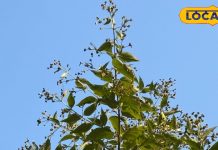 न दूध, न कैफीन! ये हर्बल चाय दिमाग से लेकर पेट तक करेगी कमाल, याददाश्त भी होगी तेज – Uttarakhand News