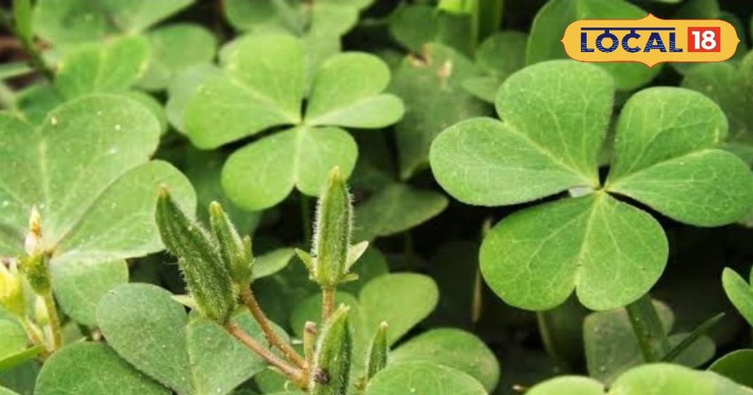 рдкрд╛рдЪрди, рджрд░реНрдж рдФрд░ рд╣рдбреНрдбрд┐рдпреЛрдВ рдХреА рдХрдордЬреЛрд░реАтАж рдЕрдм рдбреЙрдХреНрдЯрд░ рдирд╣реАрдВ, рд░рд╛рд╣рдд рджреЗрдЧрд╛ рдпрд╣ рдЖрдпреБрд░реНрд╡реЗрджрд┐рдХ рдкреМрдзрд╛, рдРрд╕реЗ рдХрд░реЗрдВ рд╕реЗрд╡рди – Uttar Pradesh News