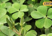 पाचन, दर्द और हड्डियों की कमजोरी… अब डॉक्टर नहीं, राहत देगा यह आयुर्वेदिक पौधा, ऐसे करें सेवन – Uttar Pradesh News