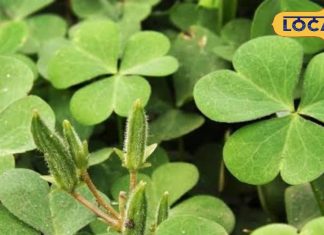 पाचन, दर्द और हड्डियों की कमजोरी… अब डॉक्टर नहीं, राहत देगा यह आयुर्वेदिक पौधा, ऐसे करें सेवन – Uttar Pradesh News