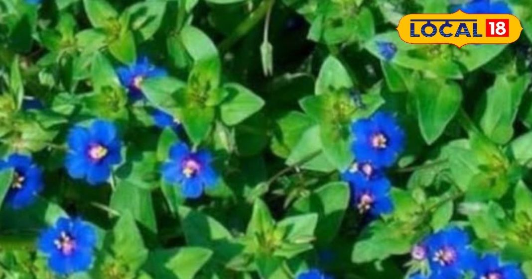 कब्ज से लेकर गठिया तक, चमत्कारी है नील का पौधा, हर हिस्सा कीमती, जानें उपयोग का तरीका – Uttar Pradesh News